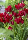 tulipa multuflowered night club